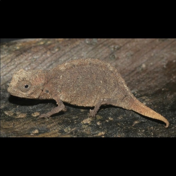A Tiny Chameleon 🥰. NOT FOR SALE - Picture 3 of 7